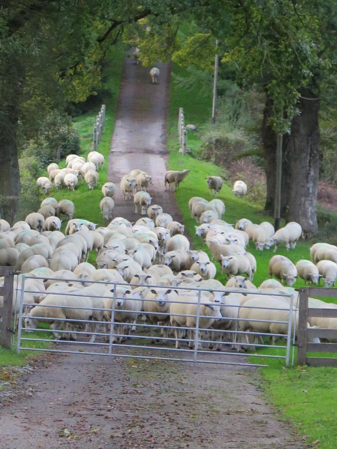 La Ferme de Pomereix Le Dorat Exterior foto